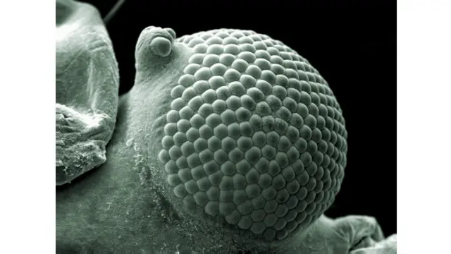 Foto de Kevin Mackenzie, Universidad de Aberdeen