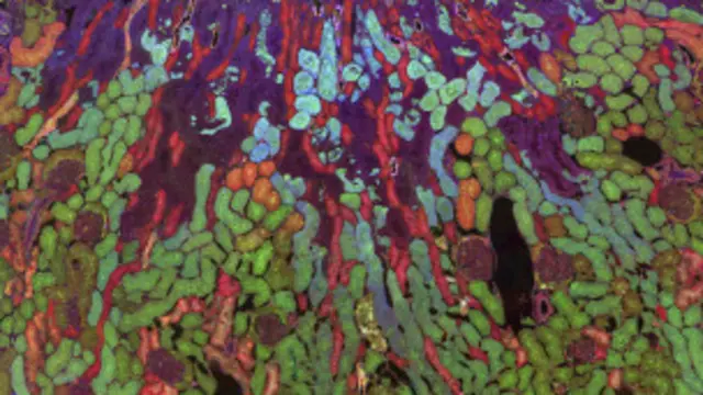 Jefferson R. Brown, Robert E. Marc, Bryan W. Jones, Glen Prusky & Nazia Alam