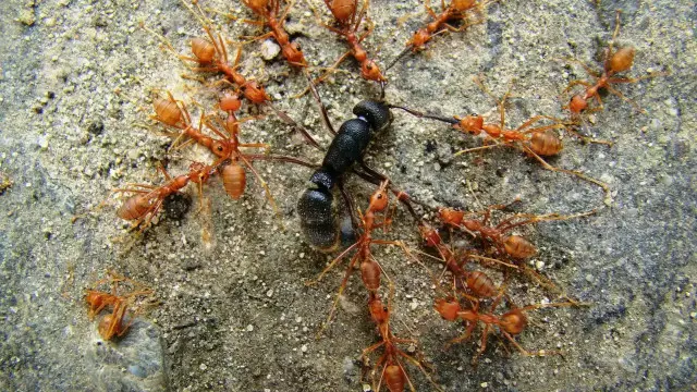 Góp gió thành bão. Những chú kiến nhỏ hợp lực tấn công đối thủ to lớn hơn nhiều (Hình: Dilip S Pandit)