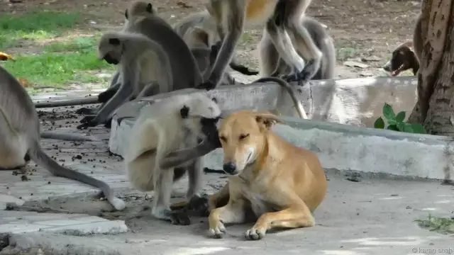 Cuộc chuyện trò thầm kín (Hình: Karan Shah)