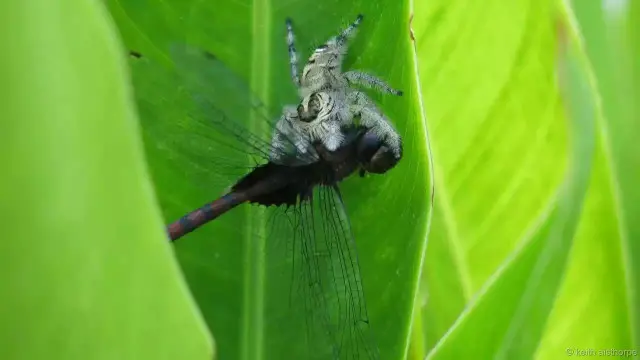 Bữa trưa của nhện (Hình: Keith Aisthorpe)