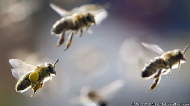 Пчелы возвращаются в улей с собранной пыльцой. Германия