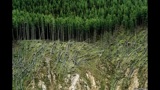 A foto de Olaf Unverzart é intitulada 'Rolled Lumber' ("Madeira Laminada") e foi registrada em Ofenpass, na Suíça.
