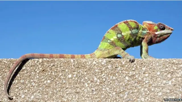 مادہ گرگٹ کو دیکھ کر نر گرگٹ کا رنگ فوجی وردی جیسے سبز رنگ سے تبدیل ہو کر چمکدار زرد ہو جاتا ہے