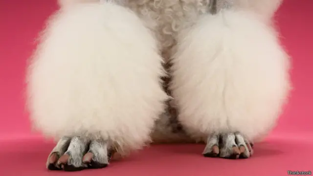 Patas de caniche