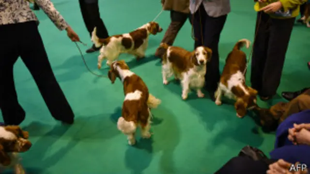 Varios perros de la raza Spaniels en Crufts 2015