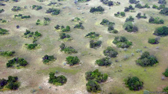 Vegetación sobre termiteros
