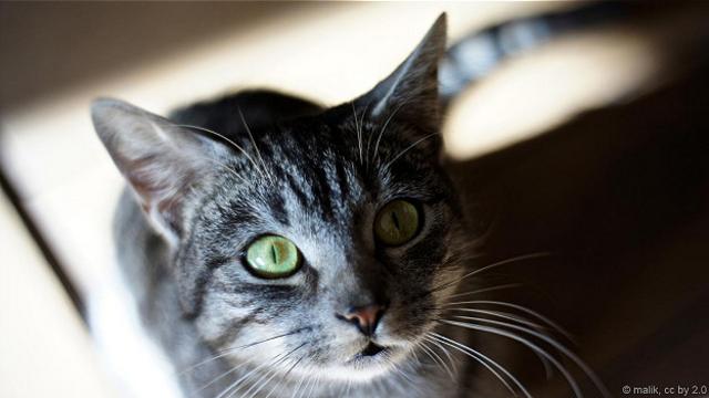 Мистика взгляда: почему у кошек светятся глаза в полумраке и темноте?
