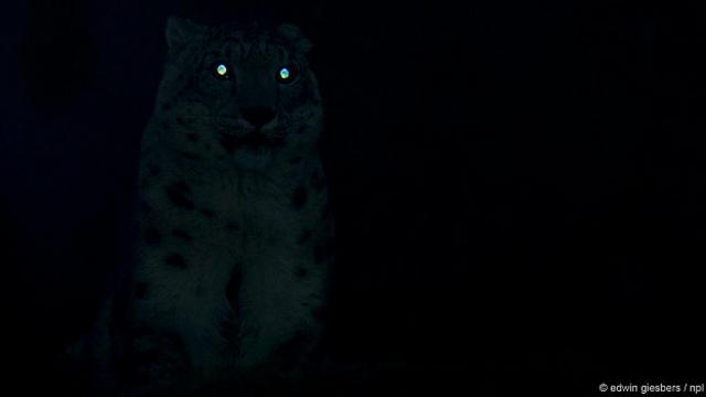 🐱Почему в темноте у кошки светятся глаза