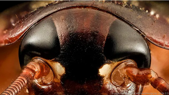 Таракан американский