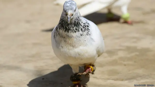 पाकिस्तानी कबूतर