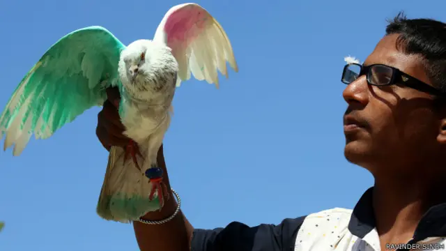 دوکے کے کبوتروں نے ان ’سفید دارندازوں‘ کے مختلف نام بھی رکھ چھوڑے ہیں