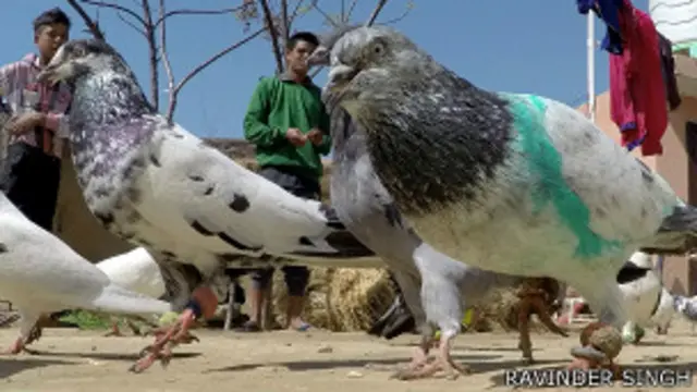 पाकिस्तानी कबूतर