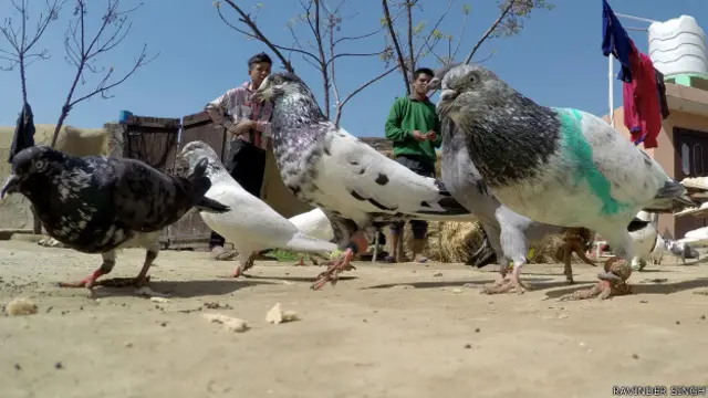 पाकिस्तानी कबूतर भारत में