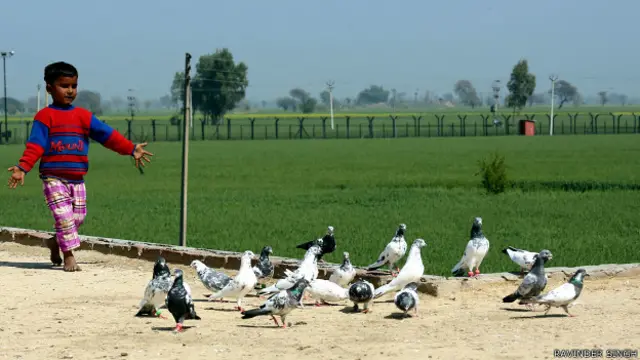 ایک پاکستانی کبوتر کی قیمت چار ہزار تک ہوتی ہے