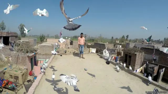 پاکستان سے آنے والے کبوتر کے پروں کو مختلف رنگوں میں رنگا جاتا ہے