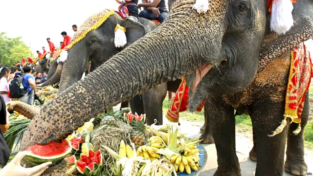 Hari gajah di Thailand