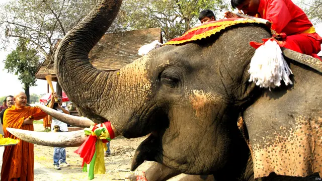Hari gajah di Thailand