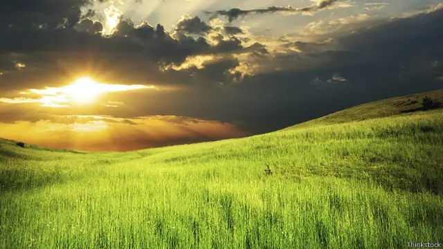 Зеленый луг