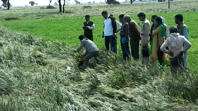 बर्बाद फ़सल का जायज़ा लेते लोग