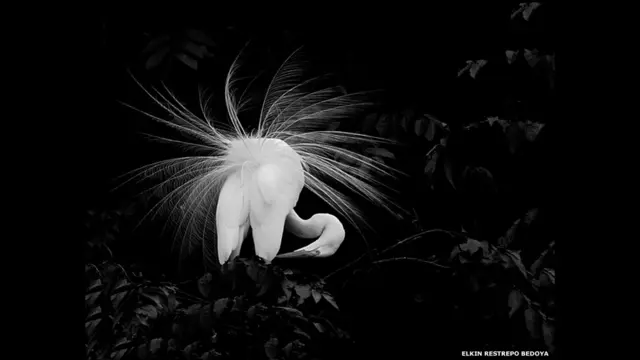 Большая белая цапля Элкина Рестрепо Бедойю