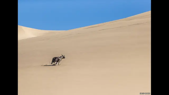 Гиена, Джако Маркс