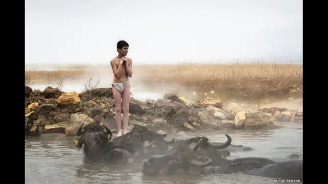 Мальчик с быками - Бурак Сенбак