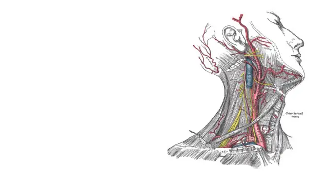 Detalhe da veia carótida