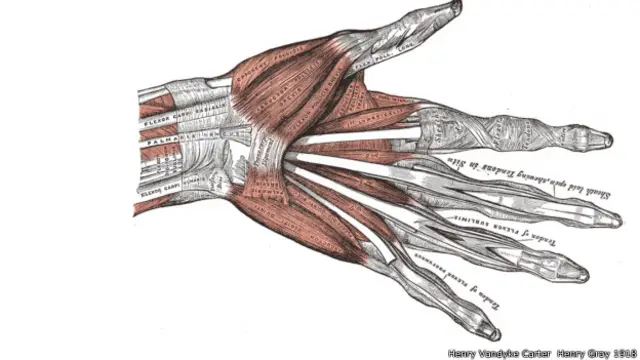 Anatomia da mão humana