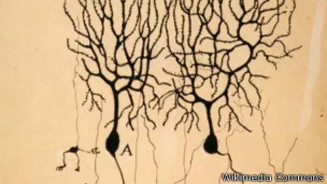 neuronas