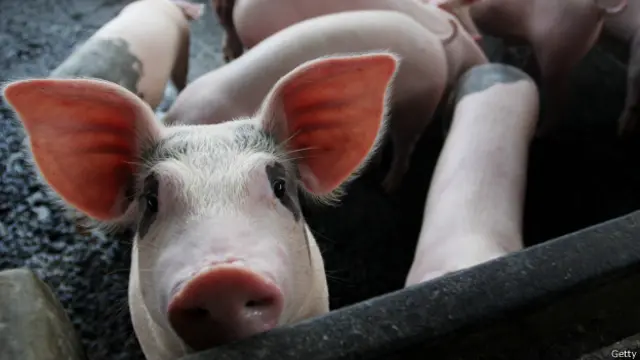 2009'da binlerce kişinin ölümüne yol açan H1N1 virüsü ilk olarak Kuzey Amerika'da domuzdan insana geçmiş ve bu yüzden hastalık domuz gribi adını almıştı.