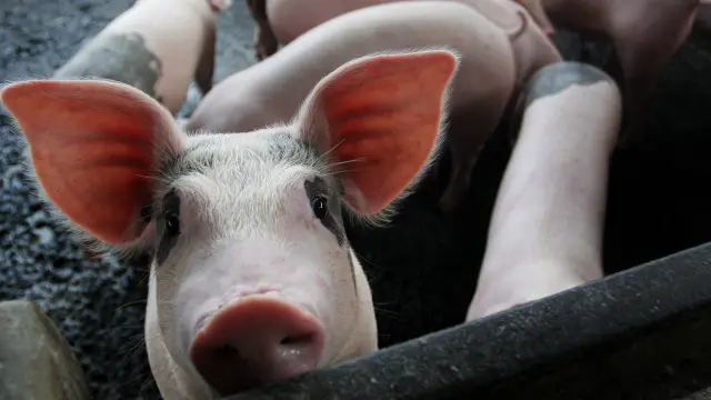 Чўчқалардаги тумов мутацияга учраб, одамларга ҳам ўтган. 