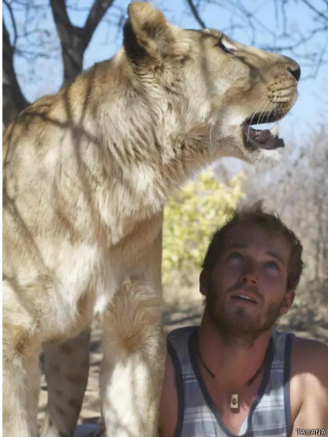 Sesudah membunuh mangsa untuk pertama kali, Griuener tak yakin apakah masih aman berdekatan dengan singa itu. 