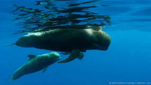 Самка кита с детенышем