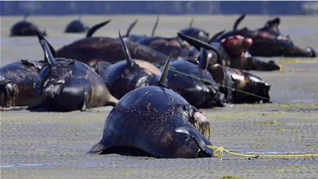 Фэруэлл-спит, Новая Зеландия