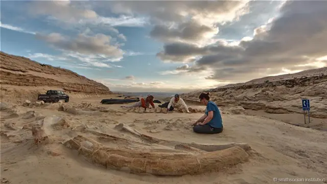 Древние останки кита