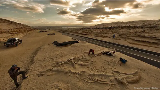 Древние останки кита в Чили