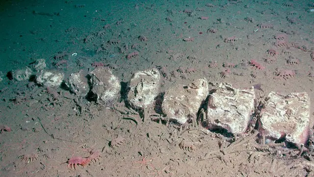 Останки кита на дне океана