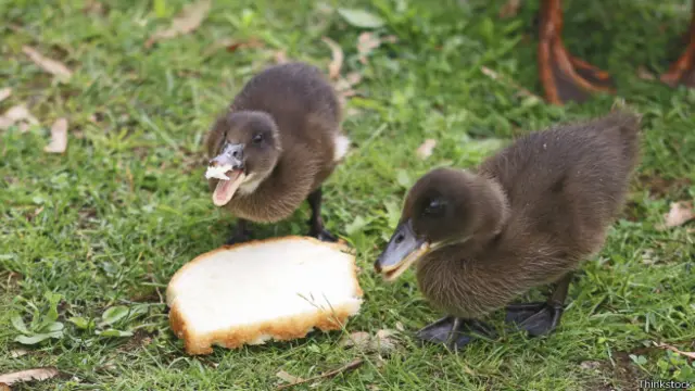 Pato | Foto: Thinkstock