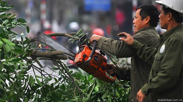 Vụ chặt cây ở Hà Nội
