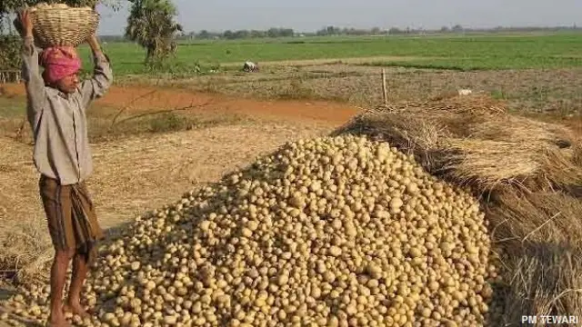 पश्चिम बंगाल में आलू किसानों का संकट