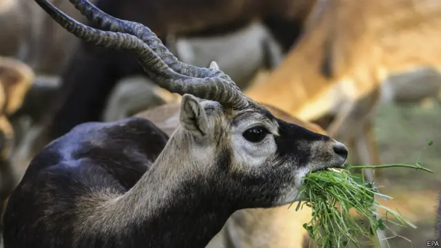 ब्लैक बक