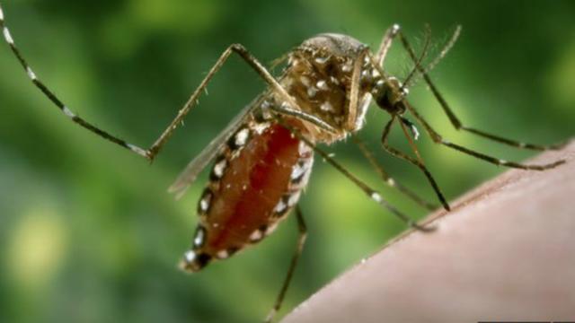 蚊子能夠傳播登革熱、瘧疾等病毒。