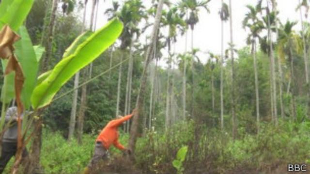 Plantación de betel