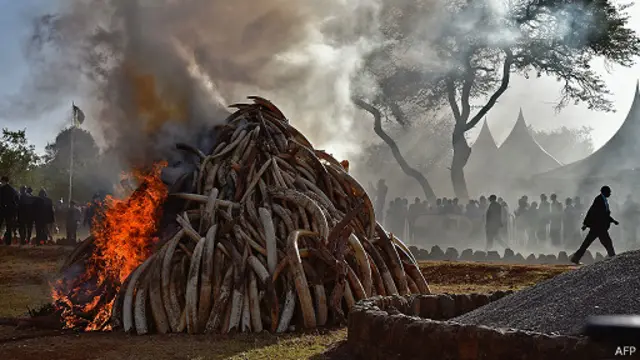 කෙන්යානු ආණ්ඩුව විසින් රාජසන්තක කරනු ලැබූ ඇත් දළ තොගයක් පසු ගියදා විනාශ දැමුණු අයුරු 