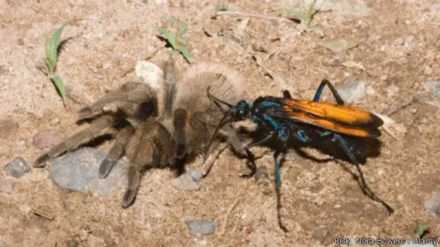 يسبب الدبور صائد عنكبوت الرتيلاء بلدغته ألما شديدا يثير هلع الشخص المصاب