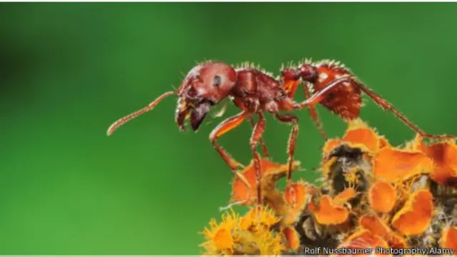 تسبب النملة الحاصدة ألما شديدا أيضا