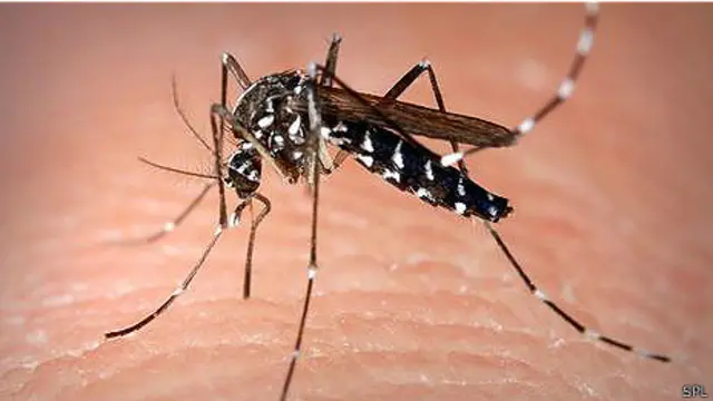 Малярийный комар