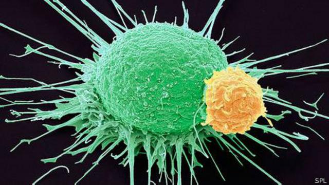 Cientistas buscam pistas de como sistema imunológico pode ser incentivado a destruir tumores