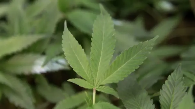 Des cultures de cannabis (photo d'archives)